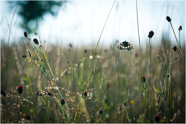 Schachbrettfalter - Melanargia galathea - marbled white