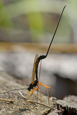 Schlupfwespe - Ichneumonidae sp. 