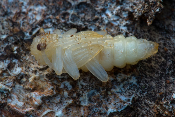 Puppe des Schwarzfleckigen Zangenbocks - Rhagium mordax - pupa of blackspotted pliers support beetle