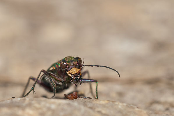 Feld-Sandlaufkäfer - Cicindela campestris - green tiger beetle