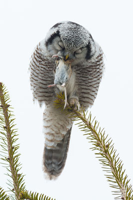 Sperbereule - Surnia ulula - northern hawk-owl