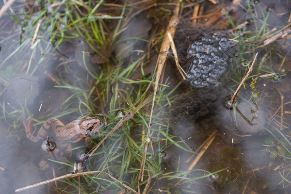 Springfrosch - Rana dalmatina - Agile frog
