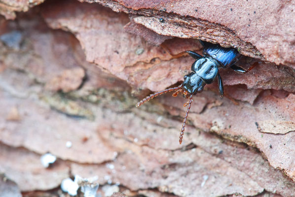 Blauer Drachenkäfer - Pytho depressus - dragon beetle - dead log bark beetles