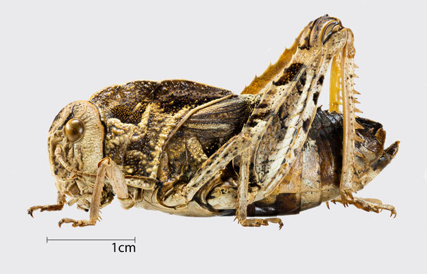 Prionotropis hystrix hysterix (Germar, 1817) | Gesägte Steinschrecke