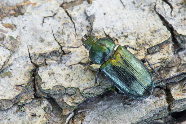 Kleiner Rehschröter - Platycerus caraboides - stag beetle