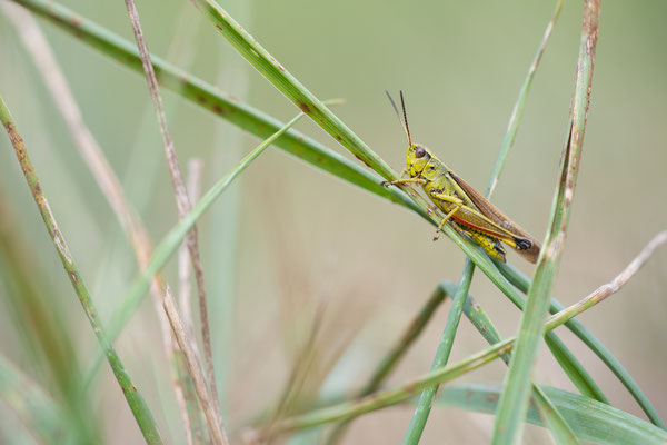 Sumpfschrecke - Stethophyma grossum / Mecostethus grossus - Large Marsh Grasshopper