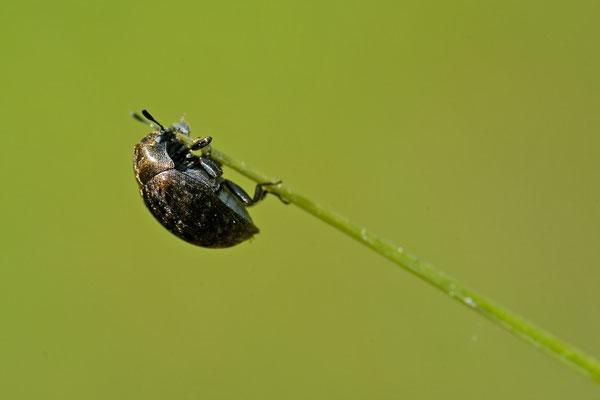 Gemeiner Pillenkäfer - Byrrhus pilula - pill beetle