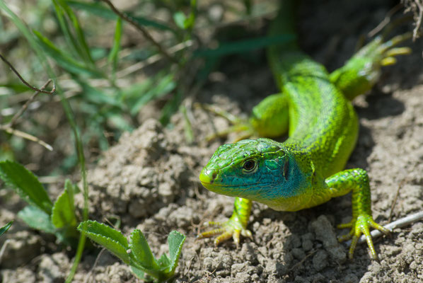 Westliche Smaragdeidechse - Lacerta bilineata - Western green lizard