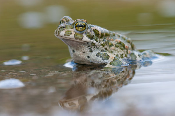 Wechselkröte - Bufotes viridis - European green toad