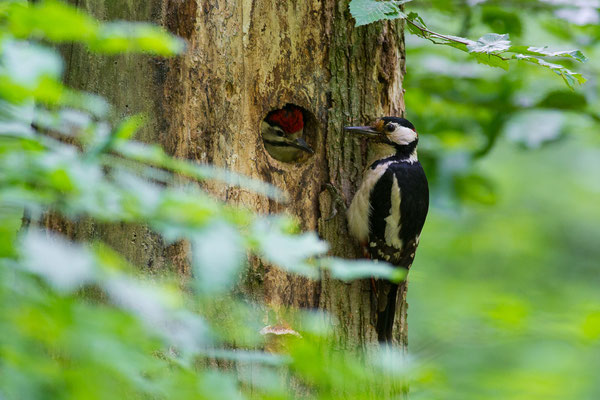 Buntspecht - Dendrocopos major - great spotted woodpecker