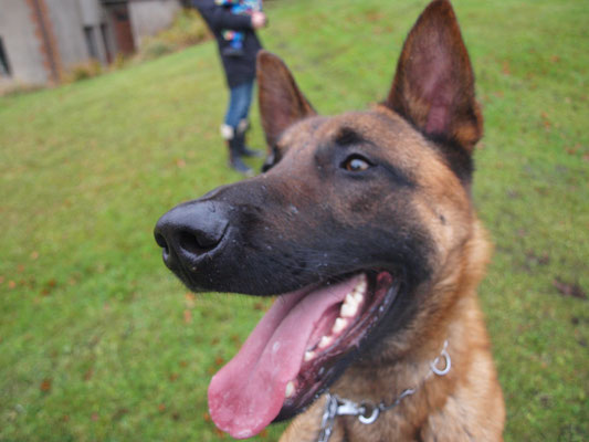 Training Guard Dog Command Words Training Guard Dog Command Words