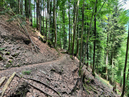 Un chemin forestier mais compliqué