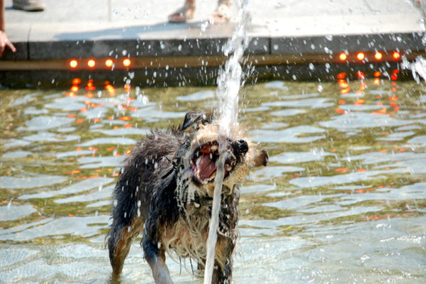 Sogar den Hunden ist es warm