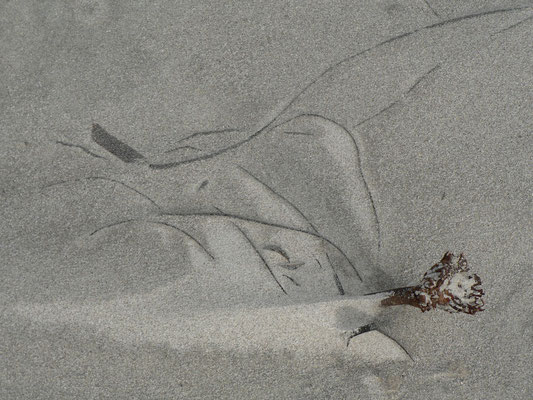 le sable de la plage des grands sables