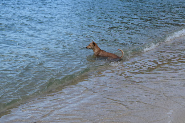 Tier am Strand 2