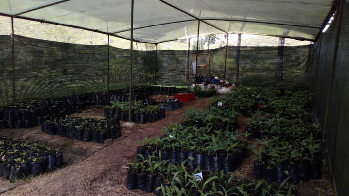ORGANIZACIÓN VIVERO 