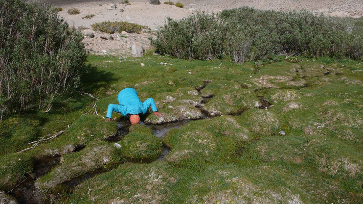 Überall kommen kleine Bächlein zwischen den Büschen hervor. Ralf gönnt sich einen Schuck Wasser direkt an der Quelle © Gerlinde Kaltenbrunner