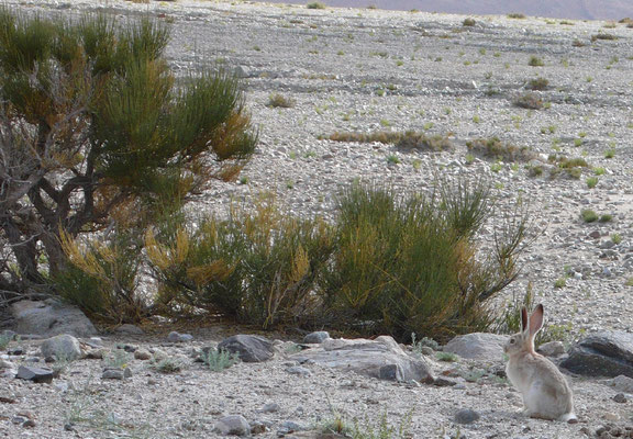 Hunderte von kleinen Wildhasen gibt es in Sughet Jungal. Wenn man sich ihnen nähert stieben sie auseinander und verschwinden in ihren Löchern zwischen den Felsen © Ralf Dujmovits