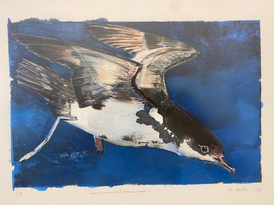ILKO KOESTLER | KAPPENSTURMTAUCHER | 2023/2034 | STEINDRUCK | 30 x 40
