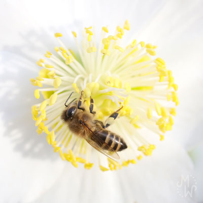 mareikewaidnerdesign, Fotografie, Landschaft, Insekt, Biene, Christrose, Blüte, Honig, Akrobatik, Weiß, Gelb, Canon