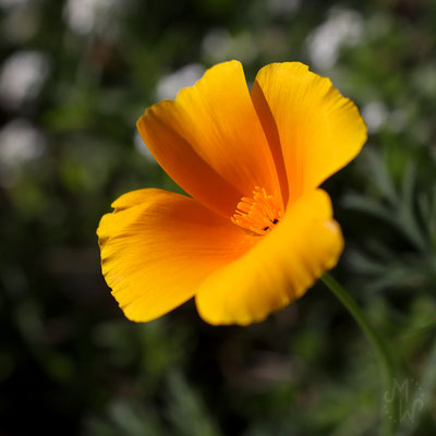 mareikewaidnerdesign, Fotografie, Landschaft, Natur, Pflanze, Blume, Makro, Mohn, Goldmohn, Orange, Gelb, Unschärfe, Closeup