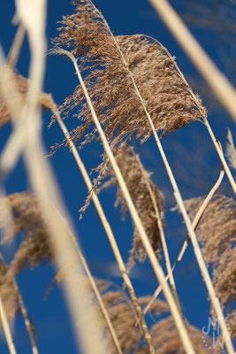 mareikewaidnerdesign, Fotografie, Landschaft, Natur, Blau, Ried, Rhein, Detail, Wind, Canon