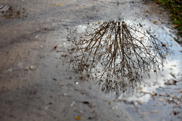 mareikewaidnerdesign, Fotografie, Landschaft, Natur, Pfütze, Wasser, Spiegelung, Baum, Winter, Zweige, Silhouette