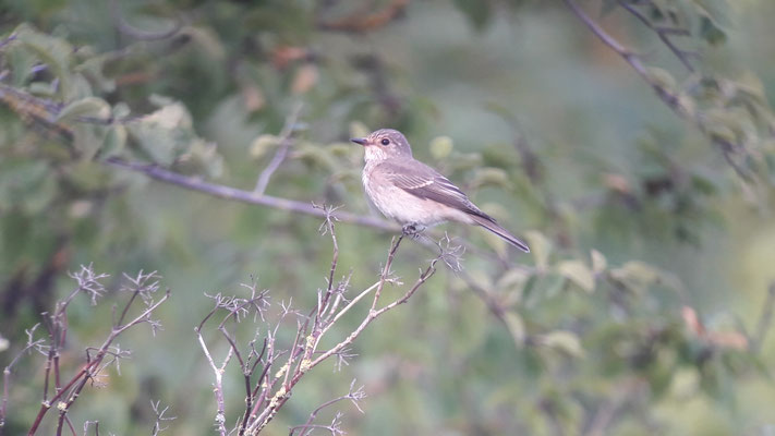 Gobemouche gris (Muscicapa striata) 