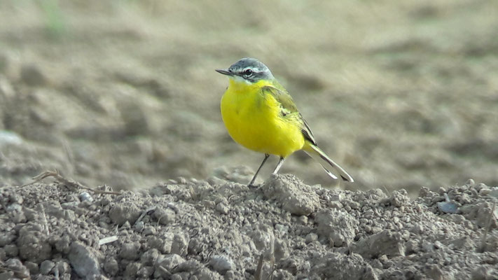 Bergeronnette printanière (Motacilla flava)