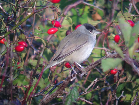 Fauvette à tête noire (Sylvia atricapilla)