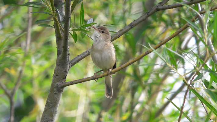 Rousserolle effarvatte (Acrocephalus scirpaceus)