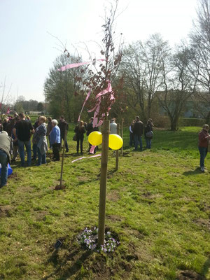 Jubiläumswald 10.04.2016 - Wir besuchen unseren Baum.