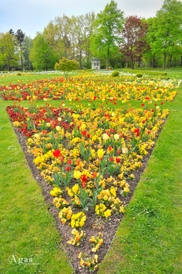 Berlin-Britz - Tulipan im Britzer Garten (1)