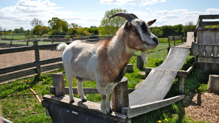 Ferien auf dem Bauernhof, Schleswig Holstein, Angeln, Schlei