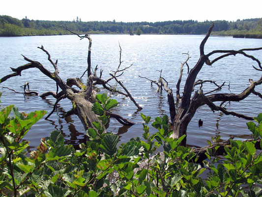 Drei-See-Tour (Rothenbacher See), 28.8.2016