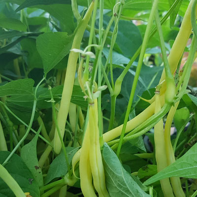 60 Gemüsesorten in 60 Tagen: Bohnenvielfalt - Tanjas Küchengarten in Tirol