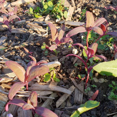 rote Gartenmelde, selbst-ausgesät