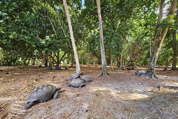 Riesenschildkröten auf Curieuse Island Seychellen
