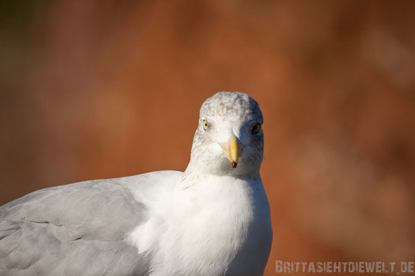 Möwe auf Helgoland