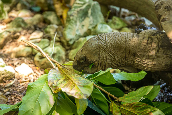 Riesenschildkröte frisst Blätter auf Cousin Island bei Praslin, Seychellen