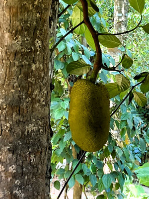 Jackfrucht