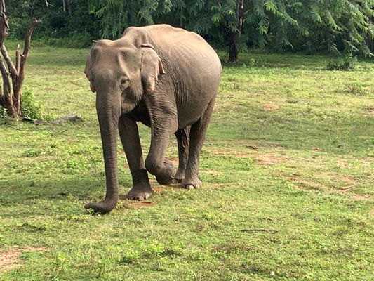 Yala Nationalpark