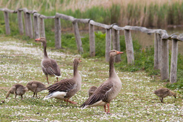 Grauwe gans