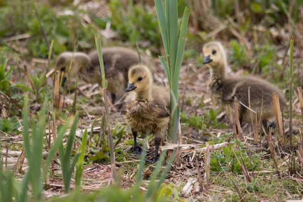 kuikens van de grote Canadese gans