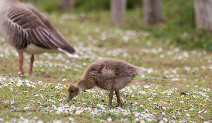 Kuikens van de Grauwe Gans