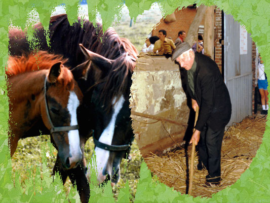 Fons Gielen op een opendeurdag van de boerderijen in de streek. Fons was zijn hele leven boerenknecht.