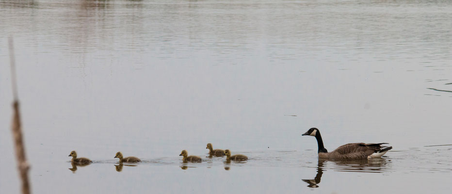 Grote Canadese gans