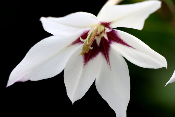 Acidanthera