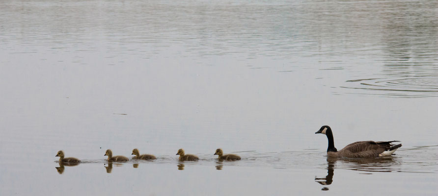 Grote Canadese gans