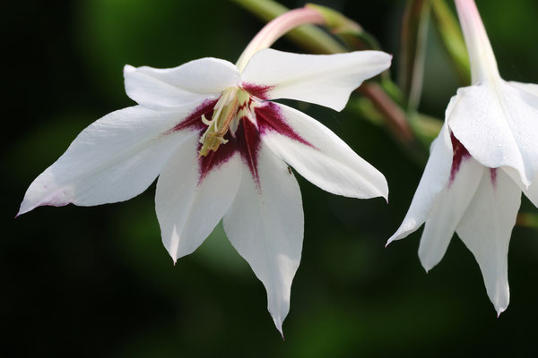 Acidanthera